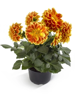 Jiřinka Fun Orange Flame
