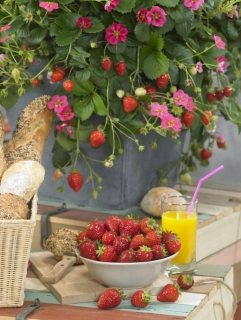 Jahodník stáleplodící převislé Toscana