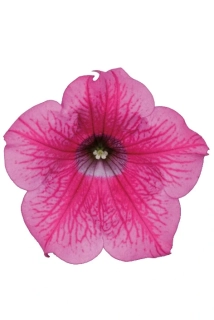 Surfinie Hot pink