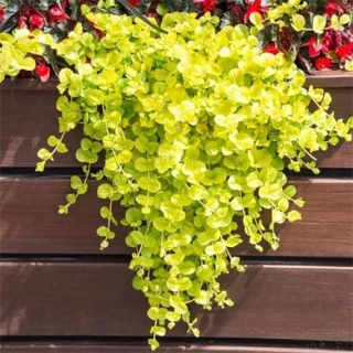 Vrbina penízková Goldilocks 