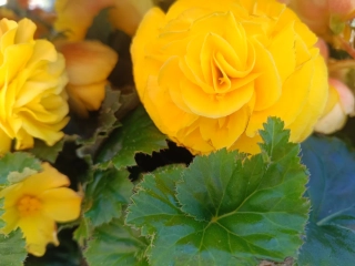 Begónie Hlíznatá yellow