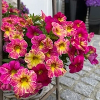 Million Bells Chamaleon Pink Splash 