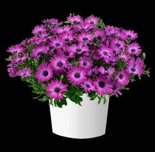 Paprskovka Osteospermum Magenta