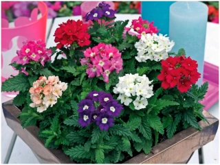 Verbena hybr. Versilia Mix