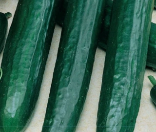 Okurka salatová Saladin 