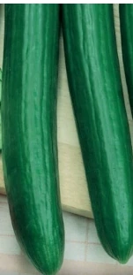 Okurky salatové Santos