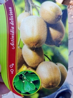 Aktinidie lahodná - kiwi fruit