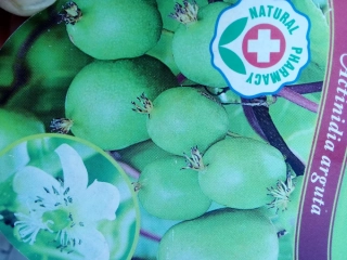 Aktinidie význačná Issai - Hardy Kiwi