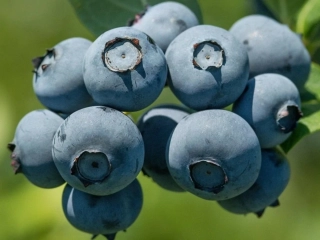 Borůvka kanadská Bluegold