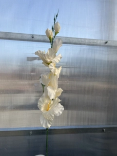 Umělá květina - Gladiola bílá - 63cm
