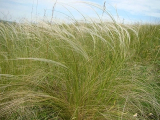 Stipa - Kavyl péřovitý