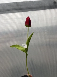 Plastová květina - Tulipán červený 48cm