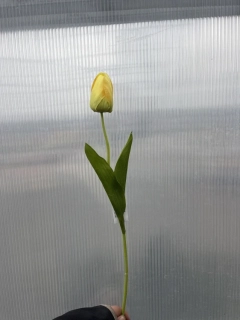 Plastová květina - Tulipán žlutý 48cm