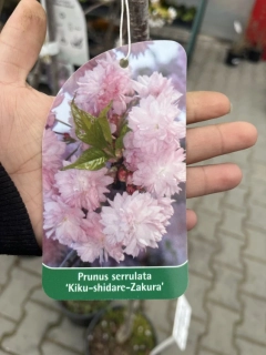 Třešeň pilovitá Kiku-Shidare 1.7m