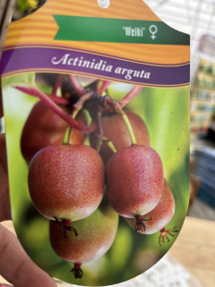 Mini kiwi - Aktidinie význáčná Weiki