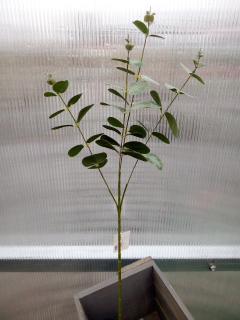 Plastová květina - Eukalyptus - 62cm