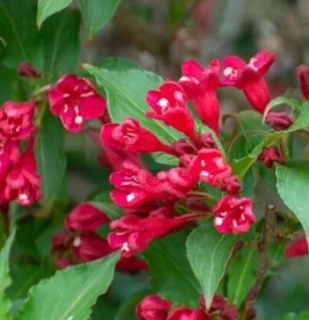 Weigela florida ‘Red Prince’