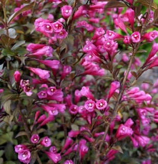  Weigela florida ‘Victoria’