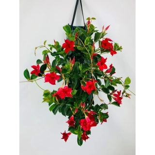 Mandevilla sanderi
