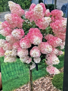 Hortenzie latnatá na kmínku