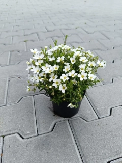 Písečnice horská 