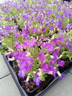 Tařička - Aubrieta argenteovariegata