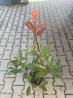 blýskavka (Photinia)