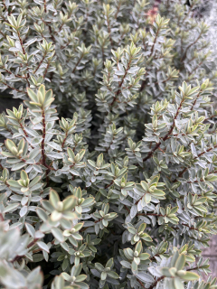 Hebe buchananii