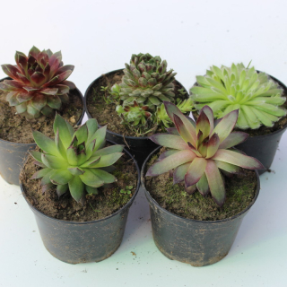 netřesk - Sempervivum velky kv