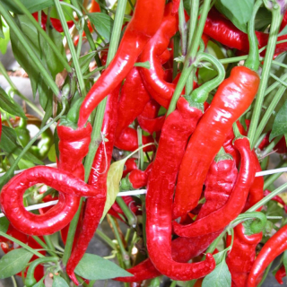 Paprika beraní roh Artist