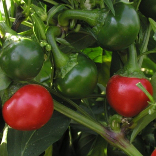 Paprika Korál kulaté čili
