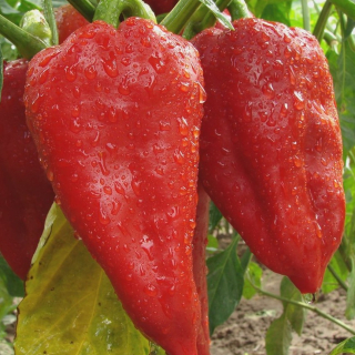 Paprika roční Sandra